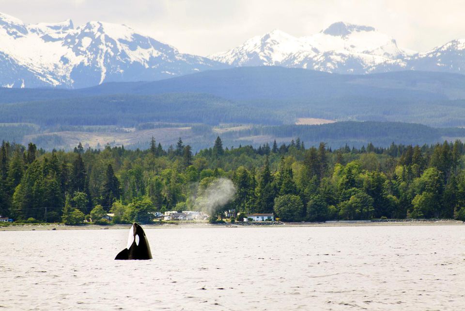 Де спостерігати китів косаток Канада Ванкувер