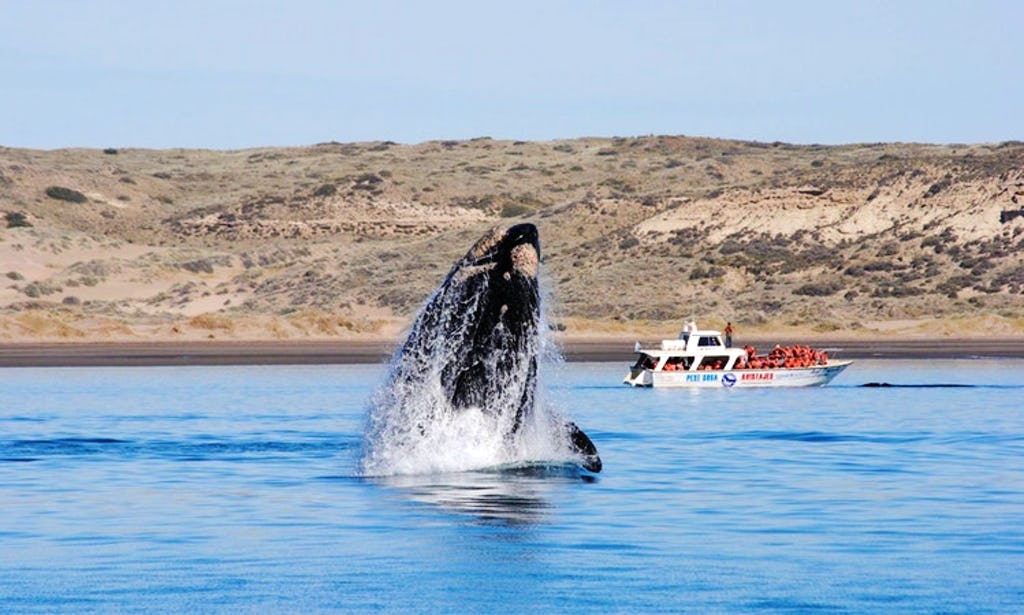 Куди поїхати спостерігати китів Аргентина