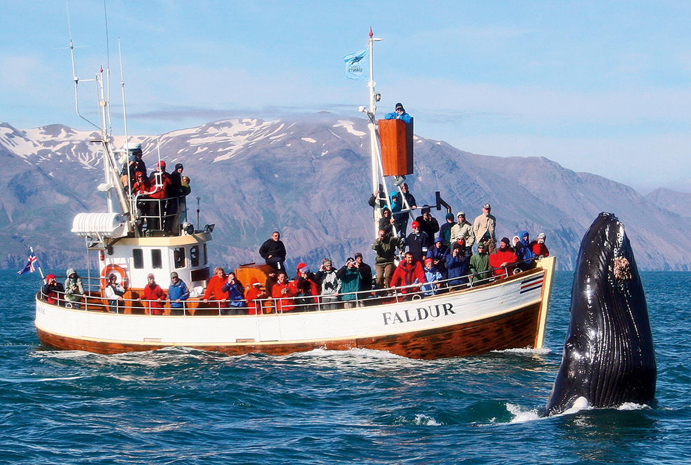 Де спостерігати китів Ісландія
