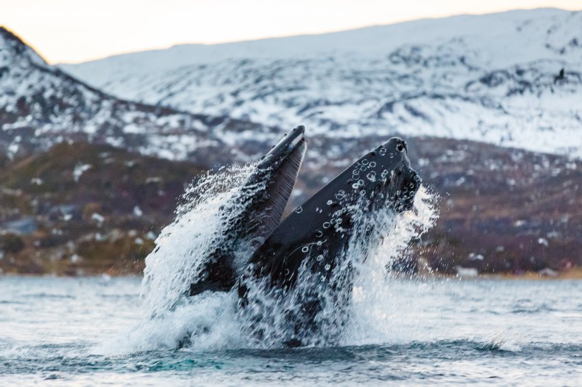 Де спостерігати за китами Лофотенські острови, Норвегія