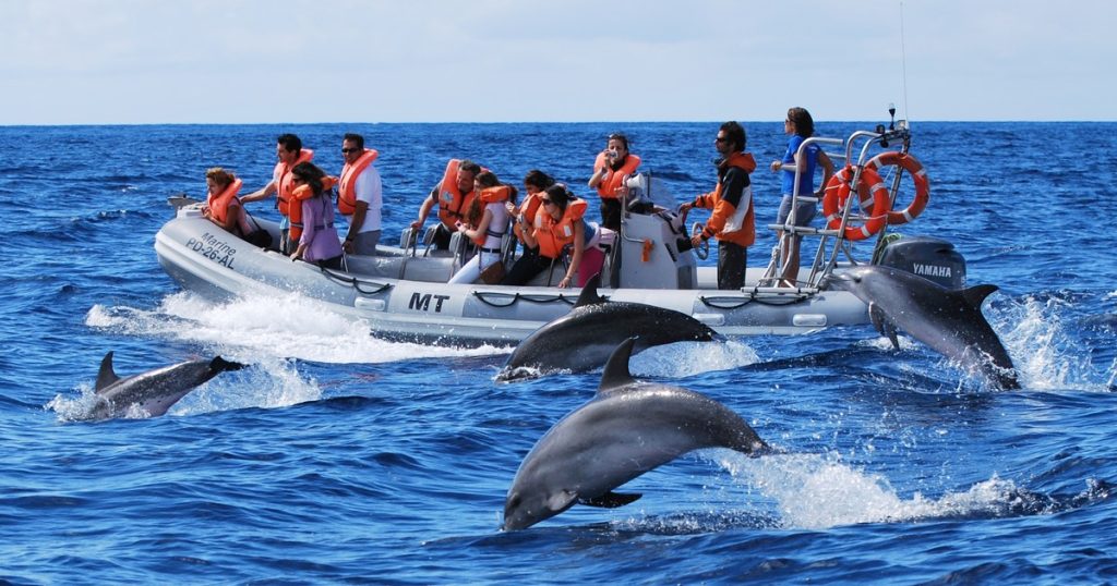 Де спостерігати китів Азорські острови
