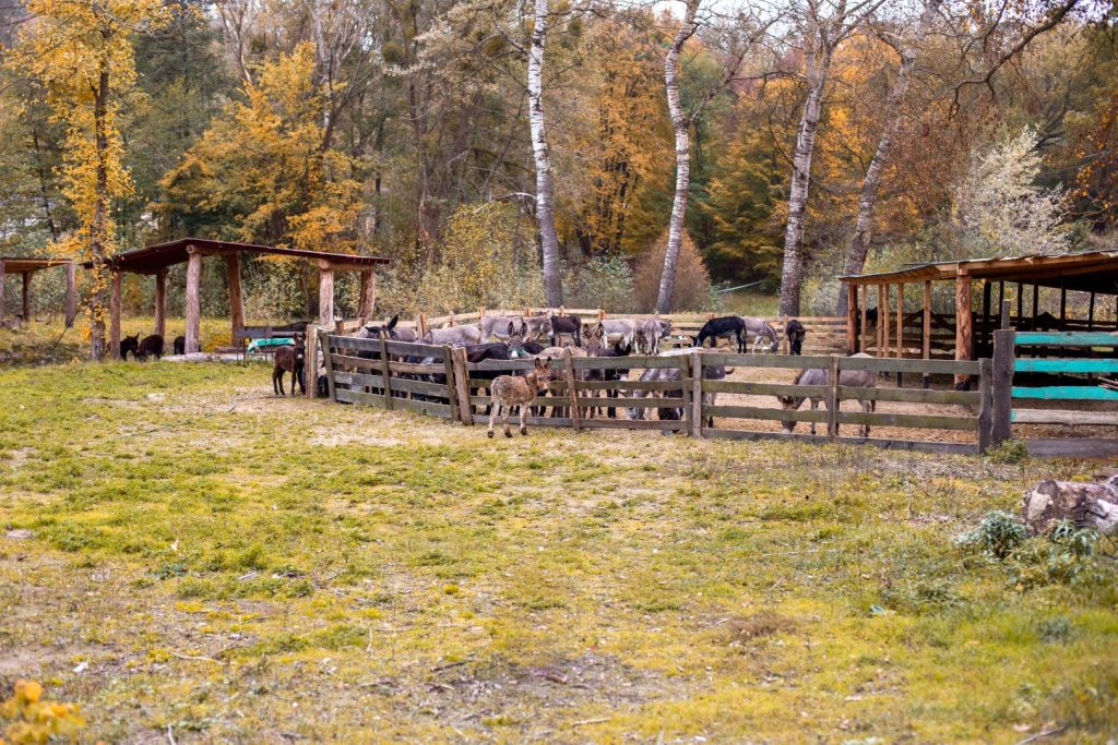 ферми київської області які можна відвідати Віслюча ферма «Osloff»