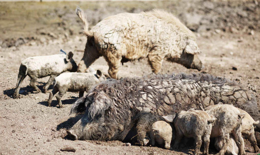 Ферма хутряних свиней породи «мангалиця» та ферма сірих корів
