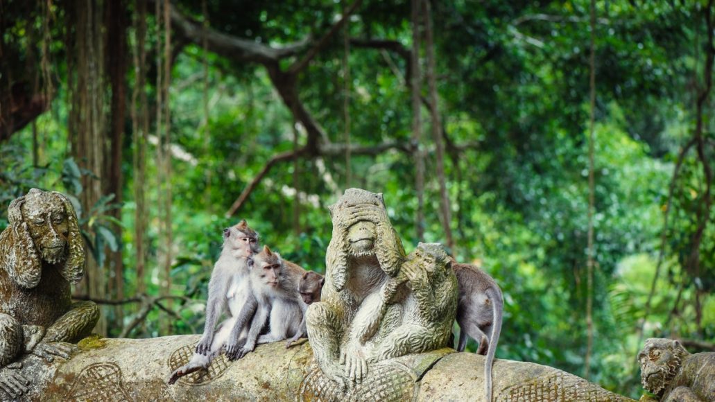Ліс мавп в Убуді цікаві місця