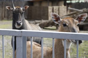 Київський зоопарк відкрився для відвідувачів